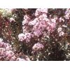 Rhapsody in Pink Crape Myrtle - Image 2