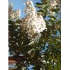 Natchez Crape Myrtle - Image 7