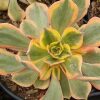 Sunburst Aeonium - Image 2