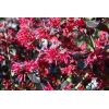 Ever Red® Loropetalum - Image 2