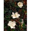 Little Gem Magnolia - Image 2