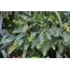 Winterbourn Philodendron - Image 2