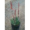 Blue Elf Aloe - Image 2
