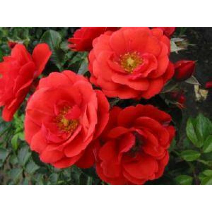 Rosa X Noa83100b Flower Carpet Scarlet P 17373 Everde Growers