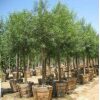 African Sumac - Image 2
