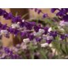 Mexican Bush Salvia - Image 3
