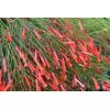 Firecracker Plant - Image 3