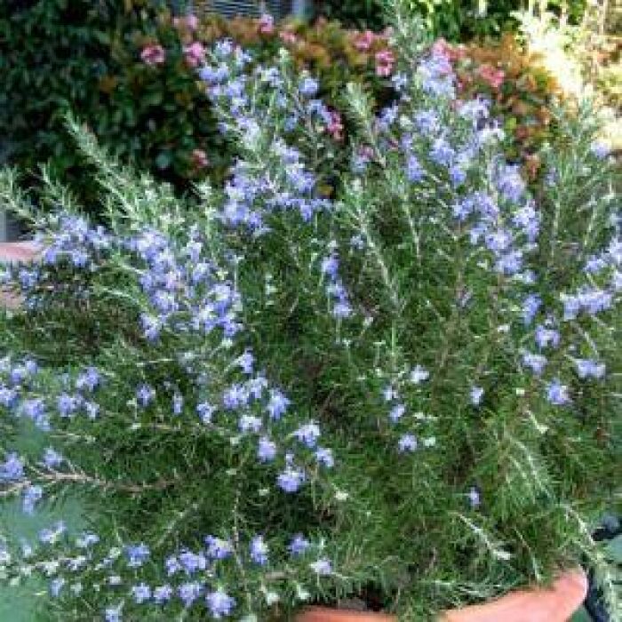 Rosmarinus o. ‘Chef’s Choice’® PP#18192 (Chef’s Choice Rosemary)
