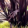 Black Adder Flax - Image 2