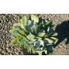 Pig's Ear - Image 2