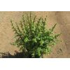 Elephant Bush - Image 2