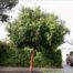 Arbutus unedo ‘Marina’ - Image 4