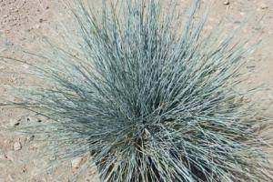 Festuca idahoensis ‘Siskiyou Blue’ - Everde Growers