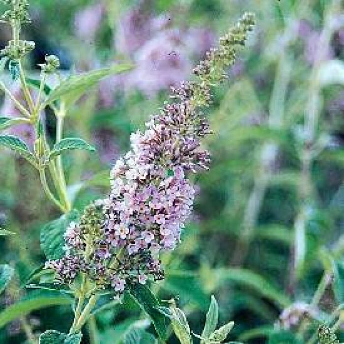 Lochinch Butterfly Bush