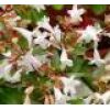 Glossy Abelia  - Image 4