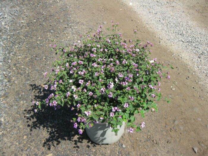 Lantana sellowiana ‘Monswee’ Lavender Swirl P.P.# 7626 - Image 2