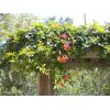 Red Trumpet Vine