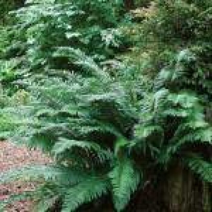 Western Sword Fern