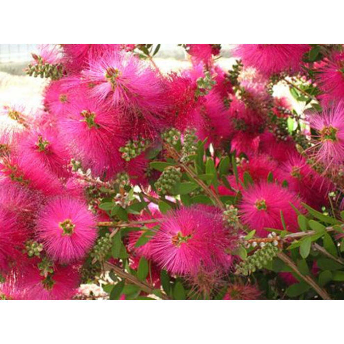 https://everde.com/wp-content/uploads/2015/01/callistemon-700x700.jpg