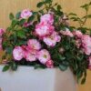 Pink Splash Flower Carpet® Rose