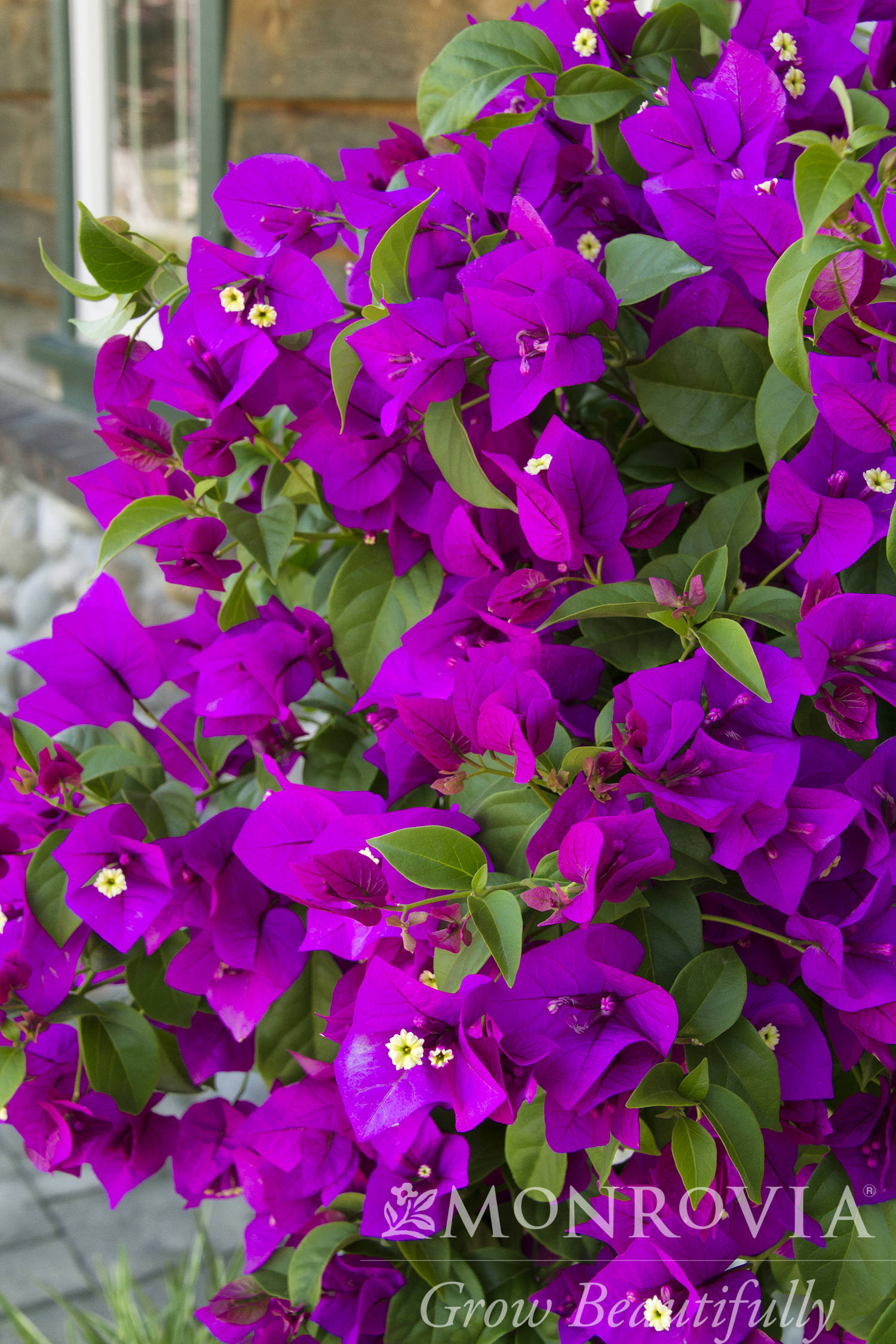 bougainvillea-moneth-purple-queen-everde-growers