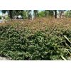 Glossy Abelia 