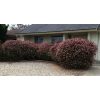Glossy Abelia  - Image 3