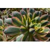 Sunburst Aeonium