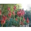 Blue Elf Aloe