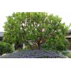 Arbutus unedo ‘Marina’