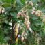 Arbutus unedo ‘Marina’ - Image 3