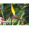 Bird of Paradise