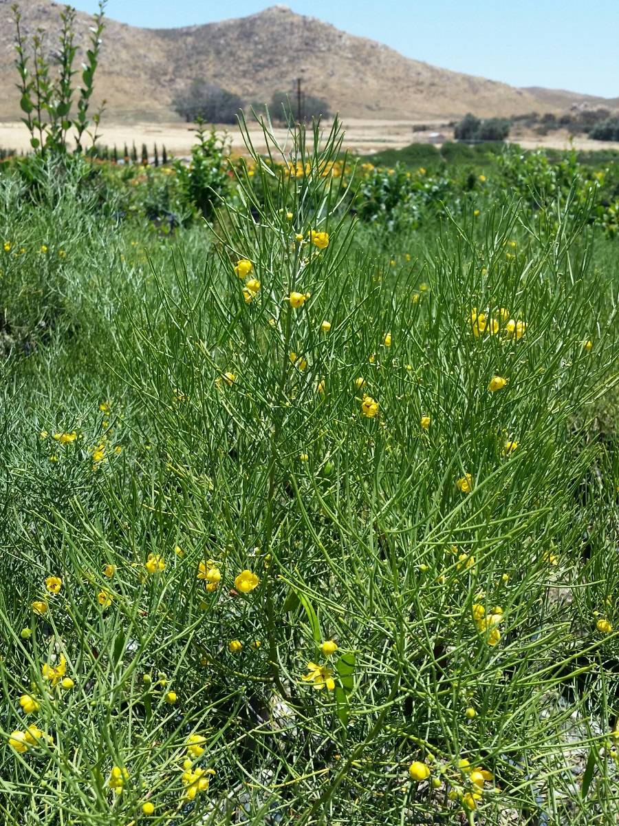 Cassia Nemophila Everde Growers 