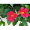 Red Trumpet Vine - Image 2