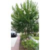 Natchez Crape Myrtle - Image 5
