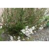 Snow White New Zealand Tee Tree