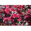 Ever Red® Loropetalum