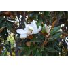 Little Gem Magnolia