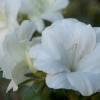 Autumn Moonlight® Encore® Azalea - Image 2