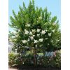 Natchez Crape Myrtle