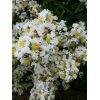 Natchez Crape Myrtle - Image 3