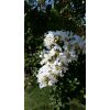 Natchez Crape Myrtle - Image 2