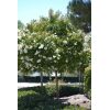 Natchez Crape Myrtle - Image 4