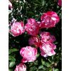 Pink Splash Flower Carpet® Rose - Image 2