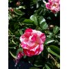 Pink Splash Flower Carpet® Rose - Image 3