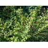 Elephant Bush