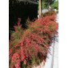 Firecracker Plant