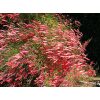 Firecracker Plant - Image 2