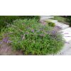 Mexican Bush Salvia