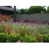 Mexican Bush Salvia - Image 2